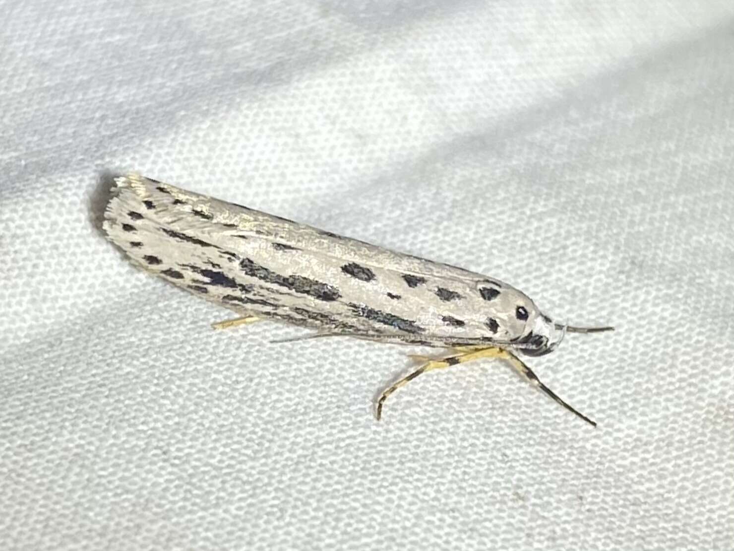 Image of Zeller's Ethmia Moth