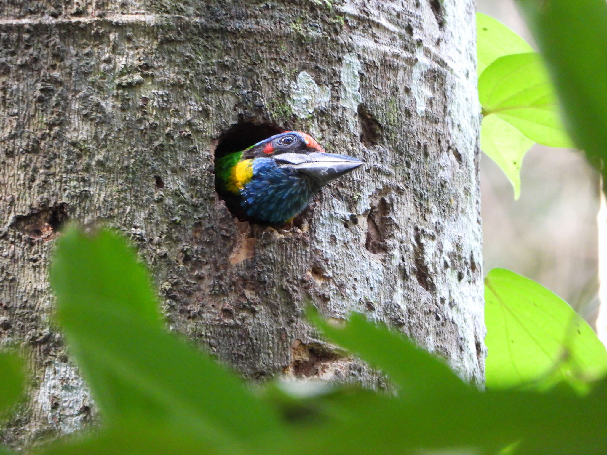 Image of Red-crowned Barbet