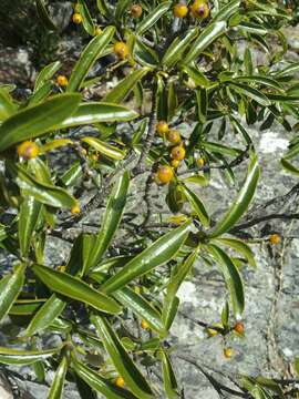 Image of Psychotria retiphlebia Baker