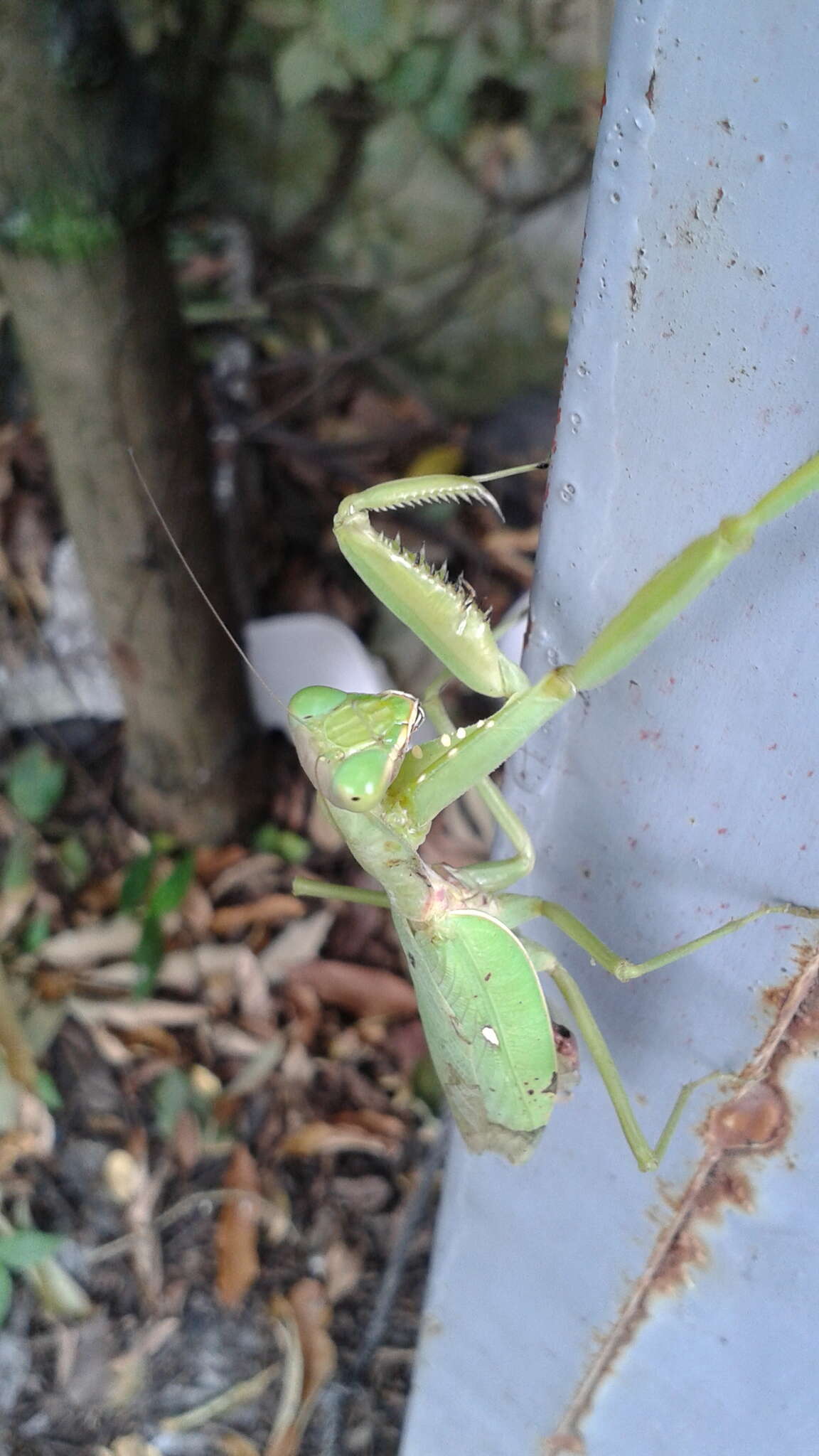 Image of Giant Asian Mantis