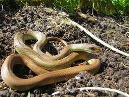 Image of Western yellow-bellied Racer