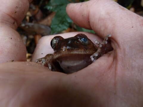 Astylosternus occidentalis Parker 1931的圖片