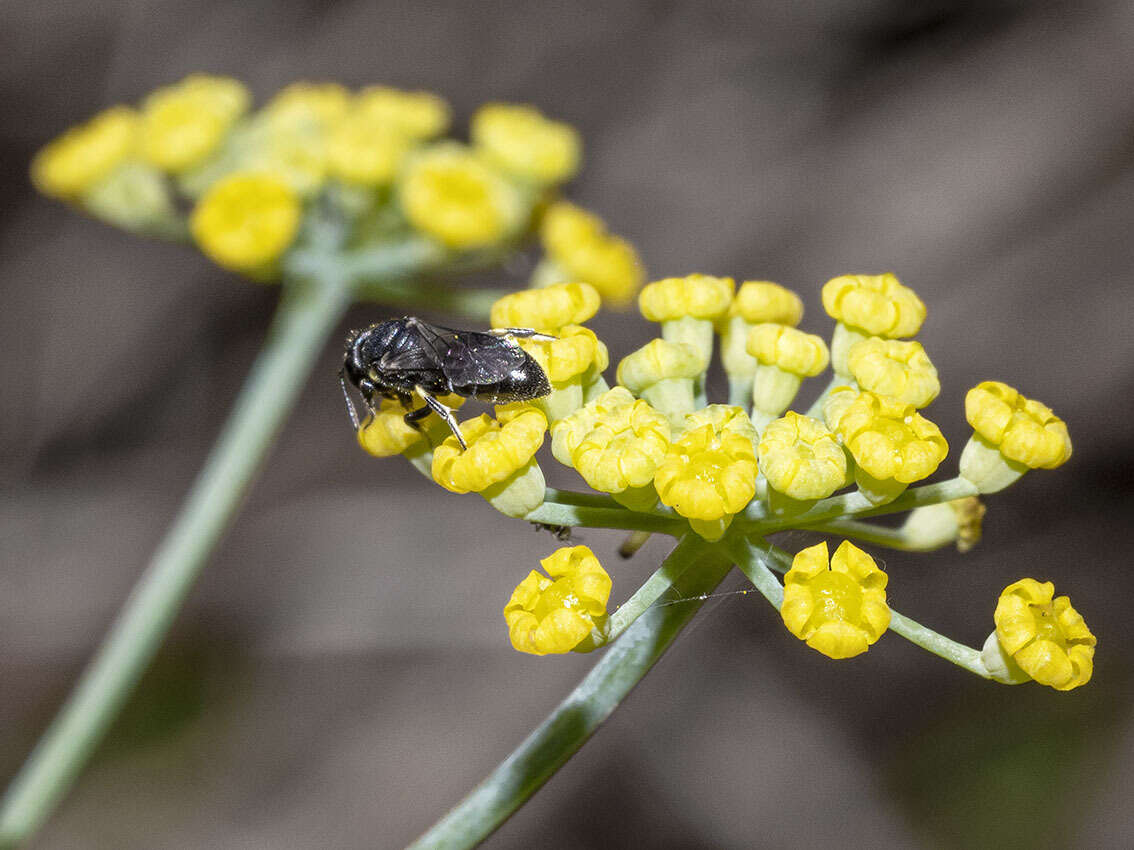 Image de Hylaeus pictipes Nylander 1852