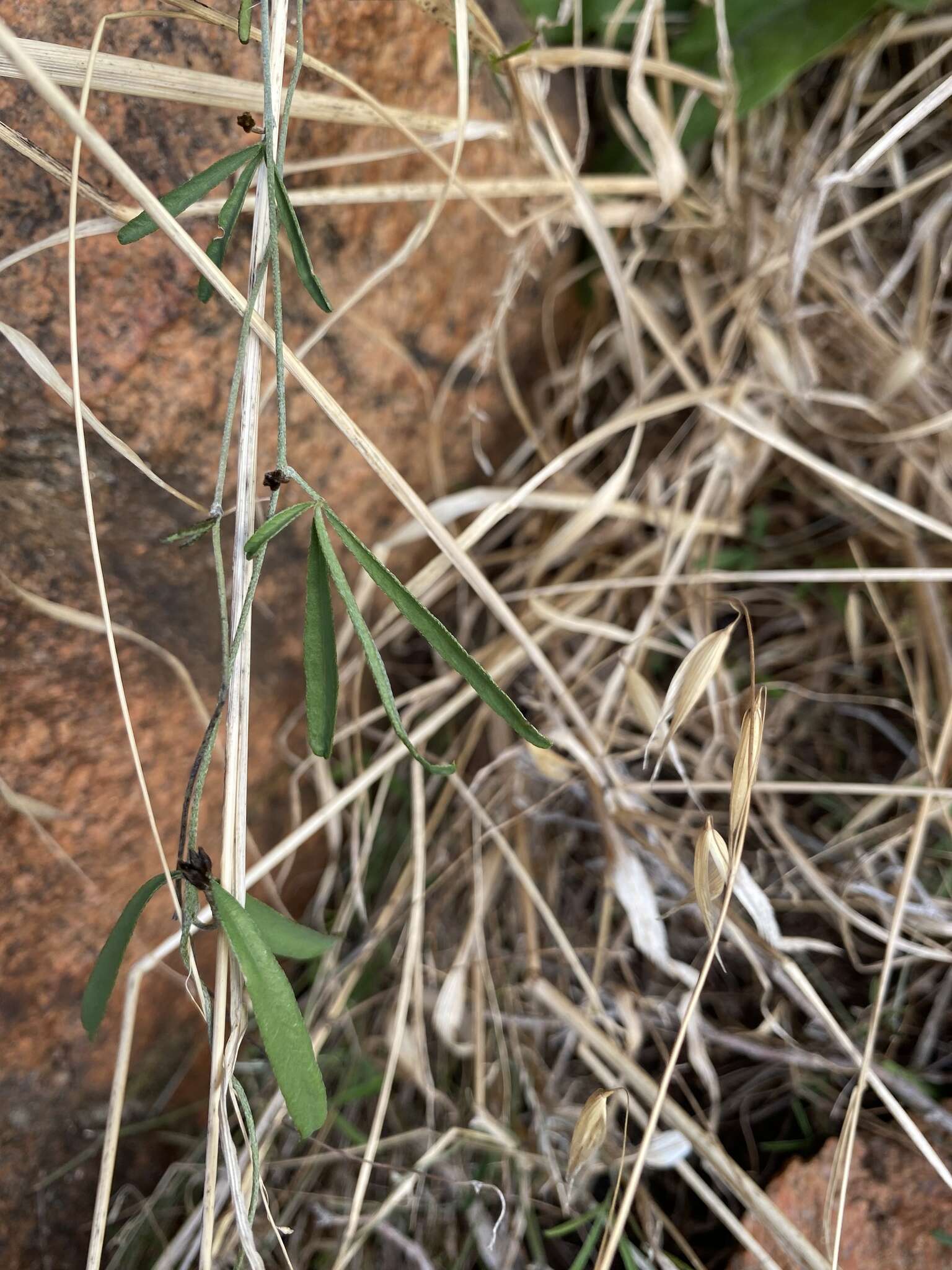 Image of <i>Glycine rubiginosa</i>