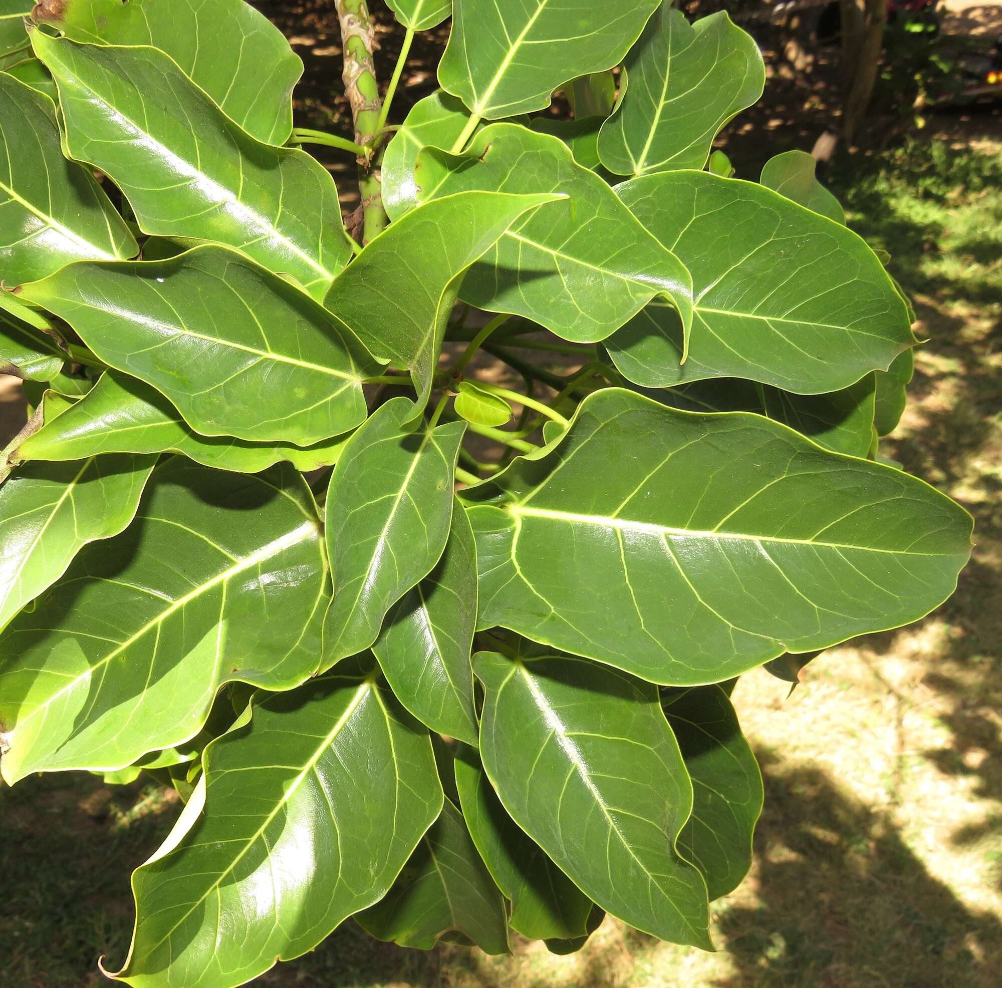 Ficus polita subsp. polita的圖片