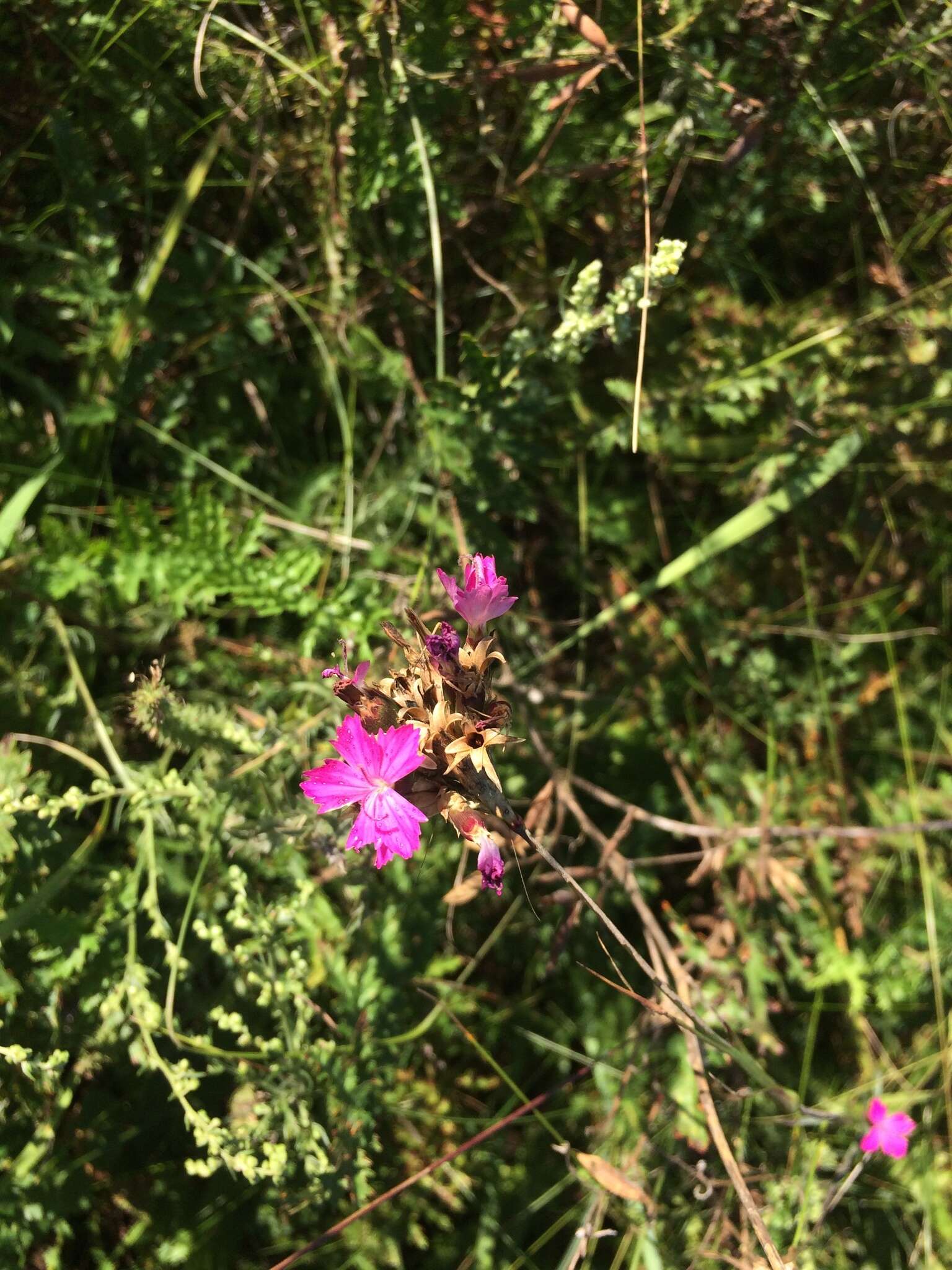 Image of Dianthus membranaceus Borbás