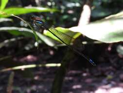 Pseudagrion serrulatum Karsch 1894 resmi