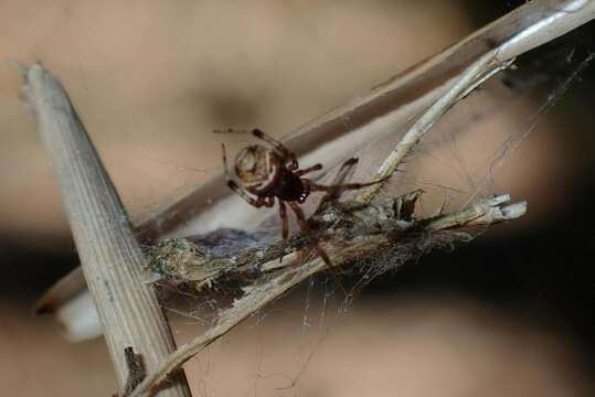 Image of Parasteatoda cingulata (Zhu 1998)