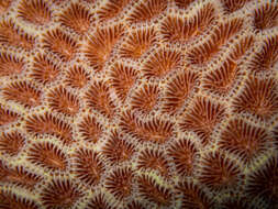 Image of tombstone coral