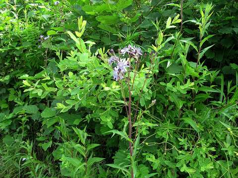 Image de Lactuca sibirica (L.) Maxim.