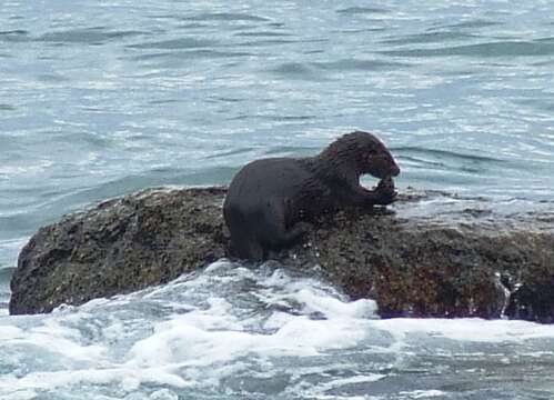 Image of Marine Otter