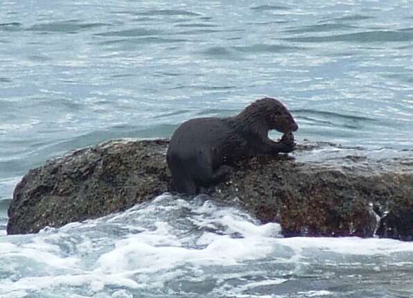 Image of Marine Otter