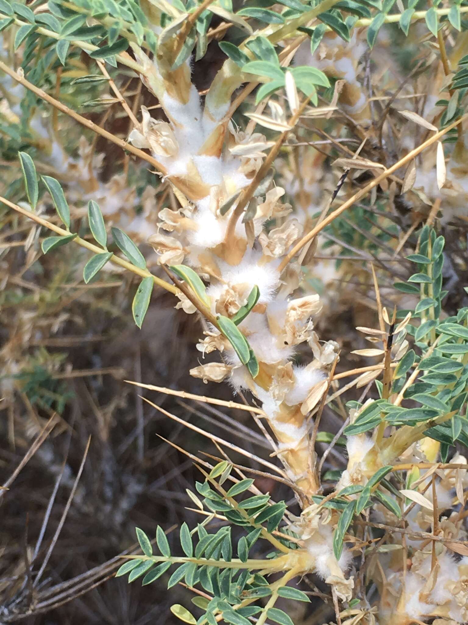 Image of gum tragacanth milkvetch