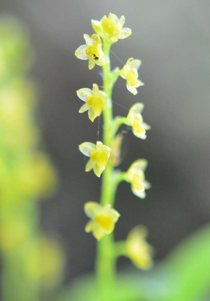 Image of Platystele ovatilabia (Ames & C. Schweinf.) Garay