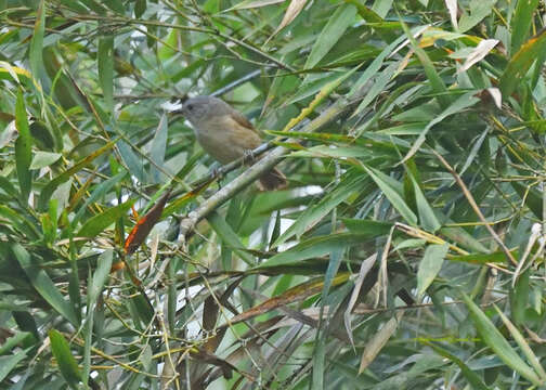 Image of Brown-cheeked Fulvetta