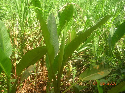 Image of Dieffenbachia aglaonematifolia Engl.