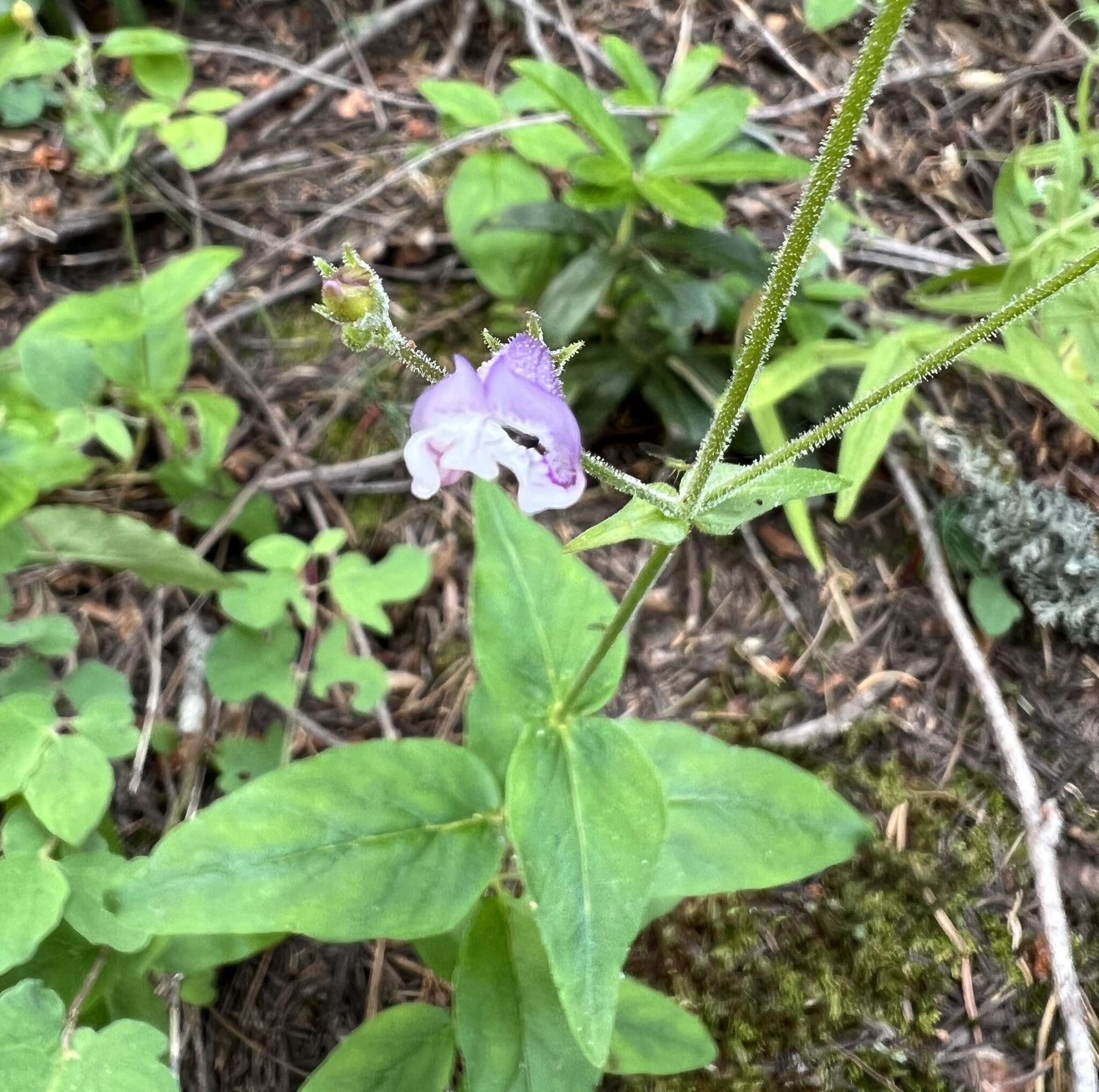 Image de Penstemon personatus D. D. Keck