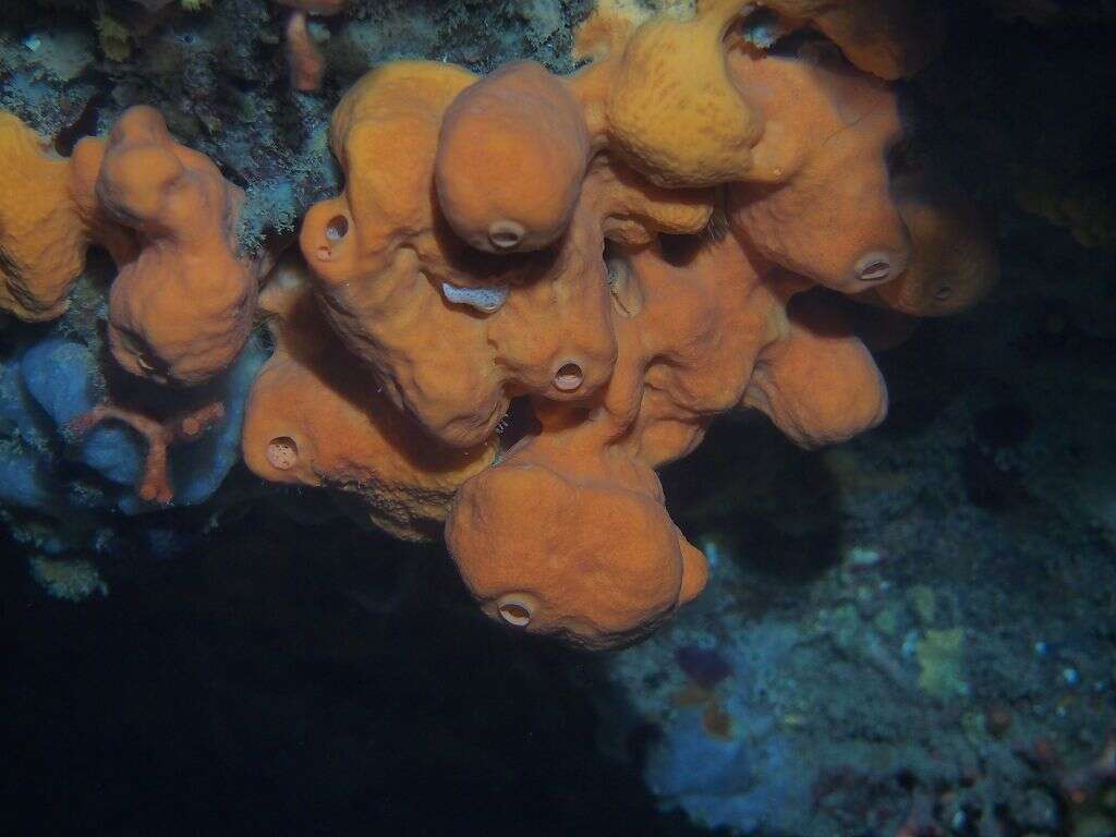 Image of Maltese sponge