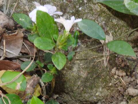 Strobilanthes tetraspermus Druce resmi