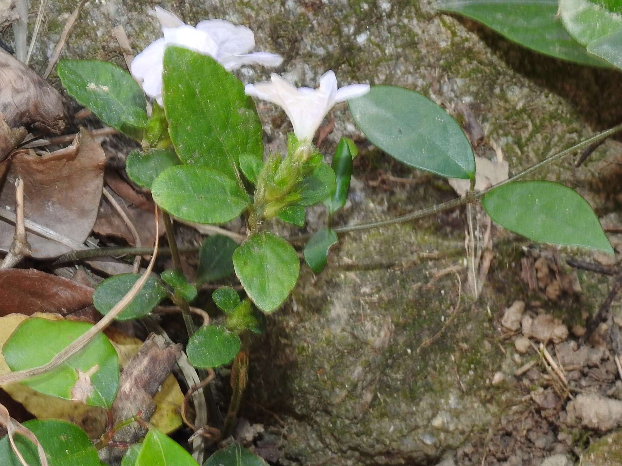 Strobilanthes tetraspermus Druce resmi