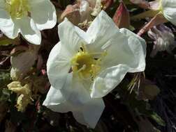 Oenothera cespitosa Nutt. resmi