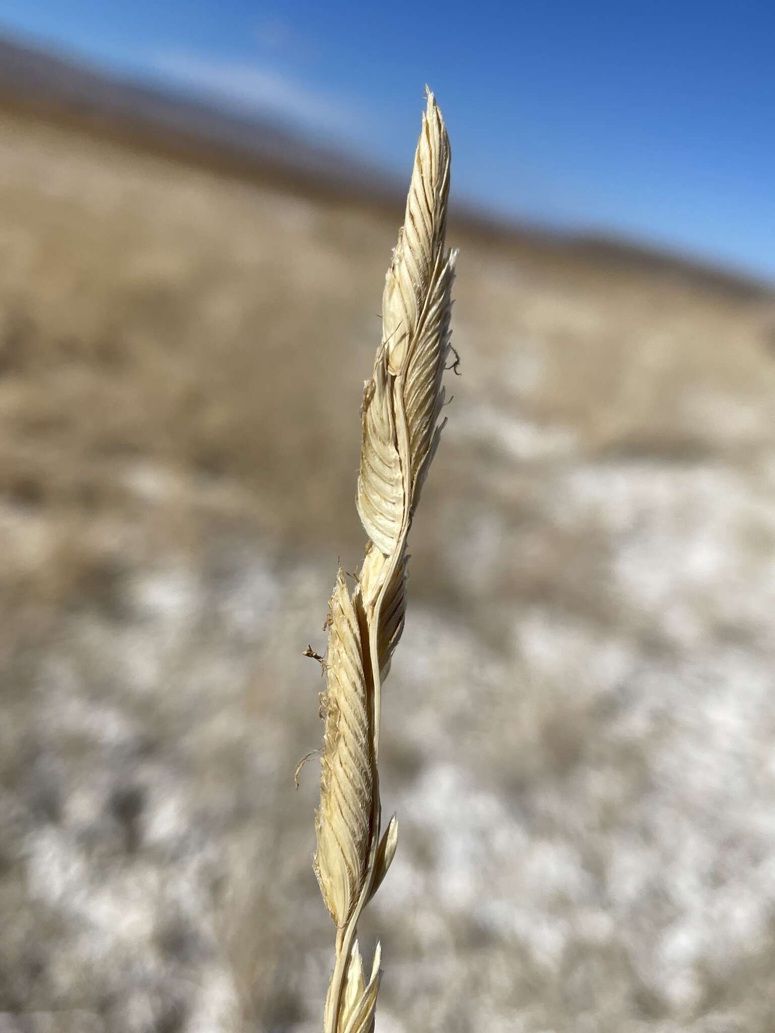 Image of Alkali Cord Grass