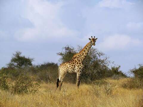 Image of Southern giraffe