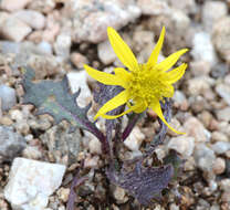 Plancia ëd Senecio taraxacoides (A. Gray) Greene