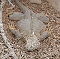 Image of Santa Fe Land Iguana