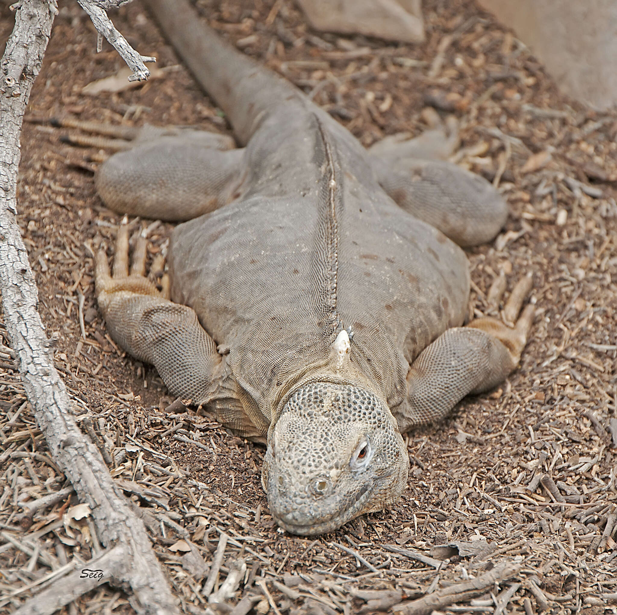 Image of Santa Fe Land Iguana