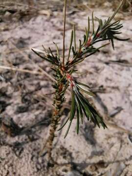 Image of Pharnaceum lanatum Bartl.