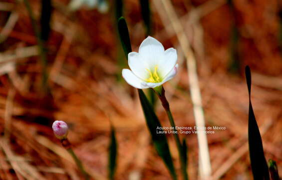 Image of Zephyranthes sessilis Herb.