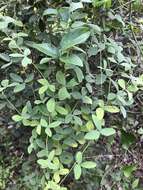 Image of small-leaf snoutbean