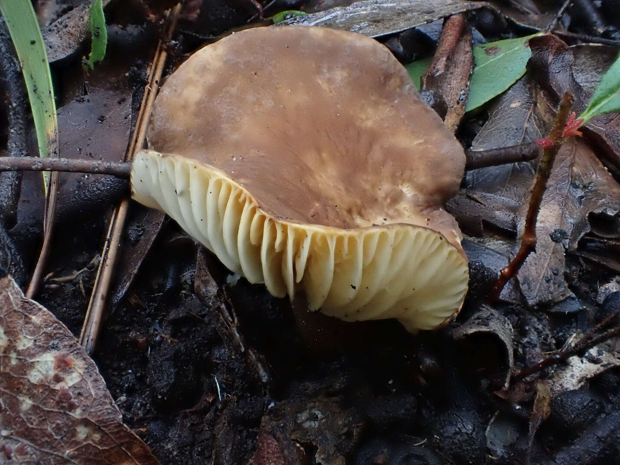 صورة Lactifluus leonardii (Stubbe & Verbeken) Stubbe 2012