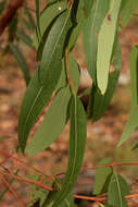 Angophora woodsiana F. M. Bailey的圖片