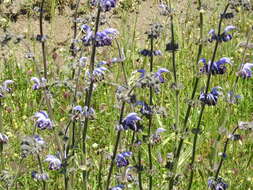 Imagem de Salvia indica L.