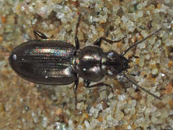 Plancia ëd Bembidion (Chlorodium) pygmaeum (Fabricius 1792)