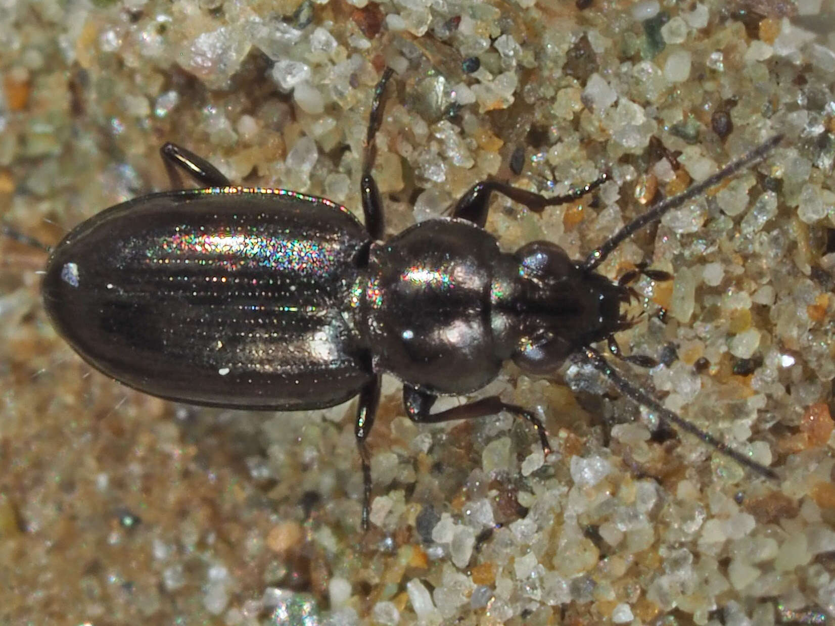 Plancia ëd Bembidion (Chlorodium) pygmaeum (Fabricius 1792)