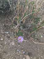 Image de Xylorhiza tortifolia (Torr. & A. Gray) Greene