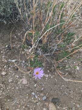 Image of Mojave woodyaster