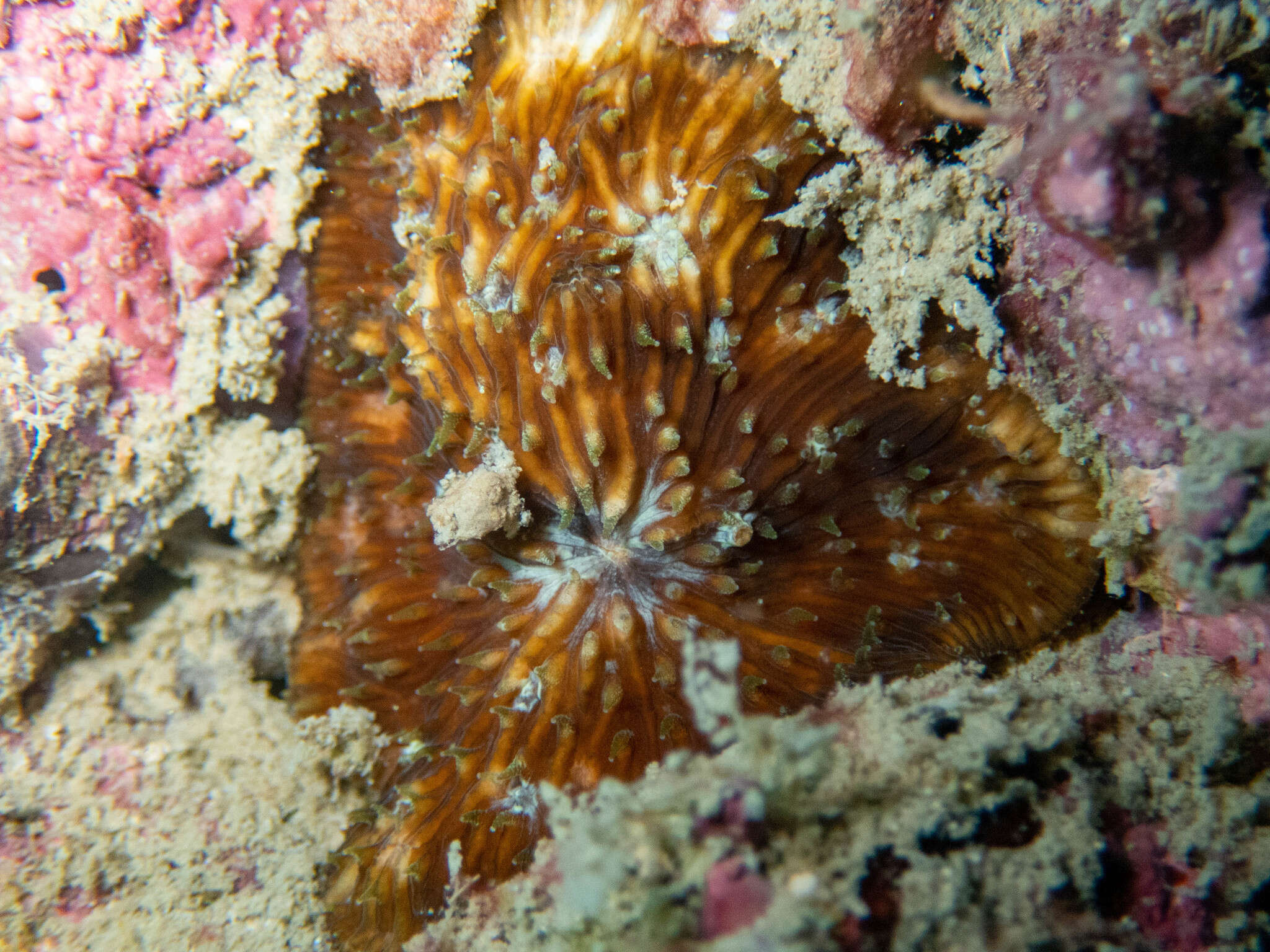 Cycloseris explanulata (van der Horst 1922)的圖片