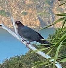 Image of Scaly-naped Pigeon