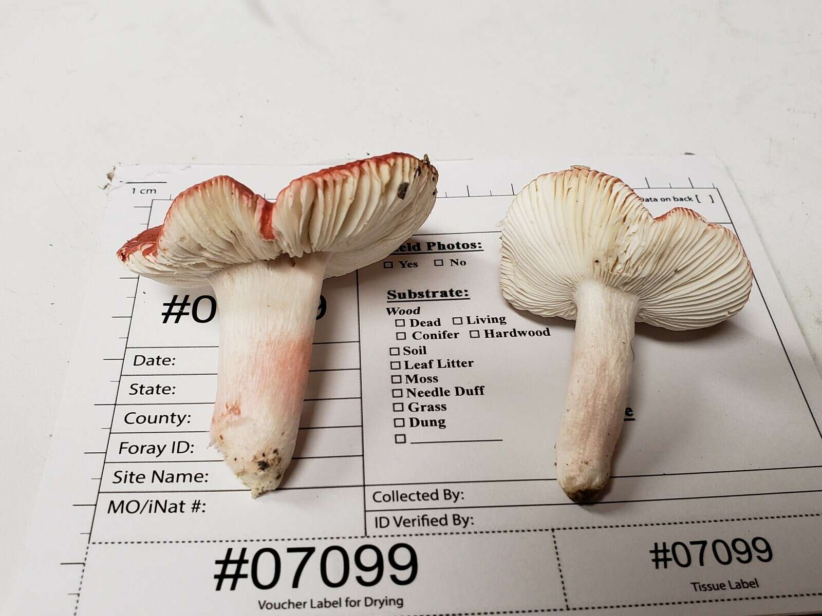 Image of Russula rubellipes Fatto 1998