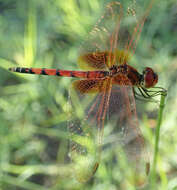 Image of Trithemis monardi Ris 1931