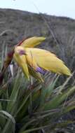 Image of Tillandsia lajensis André