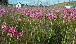 Image of Nerine angustifolia (Baker) W. Watson