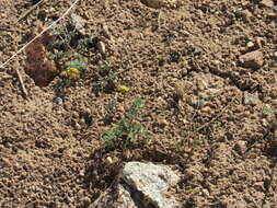 Слика од Lomatium austiniae (Coult. & Rose) Coult. & Rose