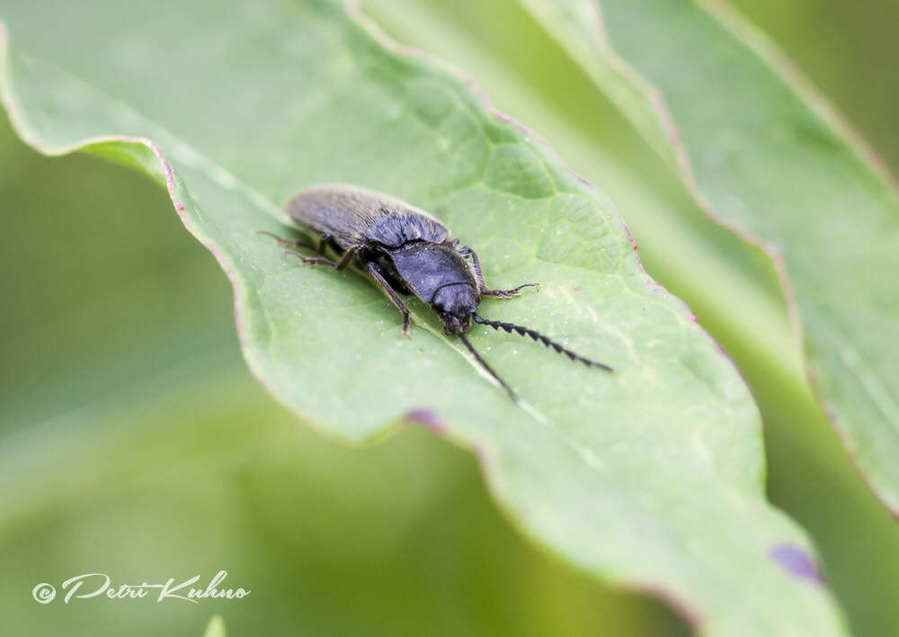 Image of Hemicrepidius niger (Linnaeus 1758)