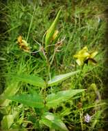 Слика од Asclepias rubra L.