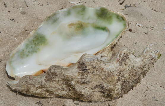 Image of Southern Giant Clam